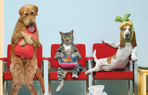 Clinica Veterinaria Suyai