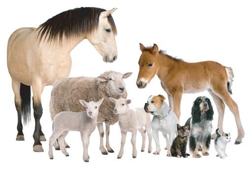 Veterinaria Requinoa