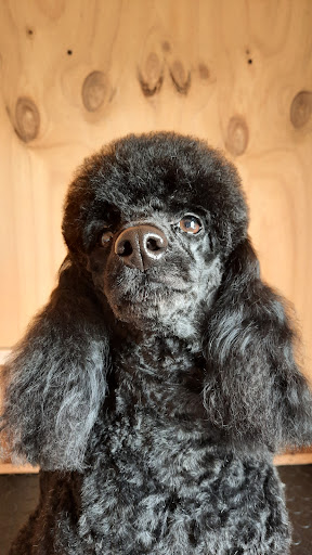 Clinica Veterinaria Los ulmos